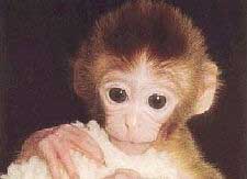 picture of rhesus monkey