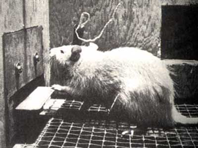 photo of an intra-cranially self-stimulating rat